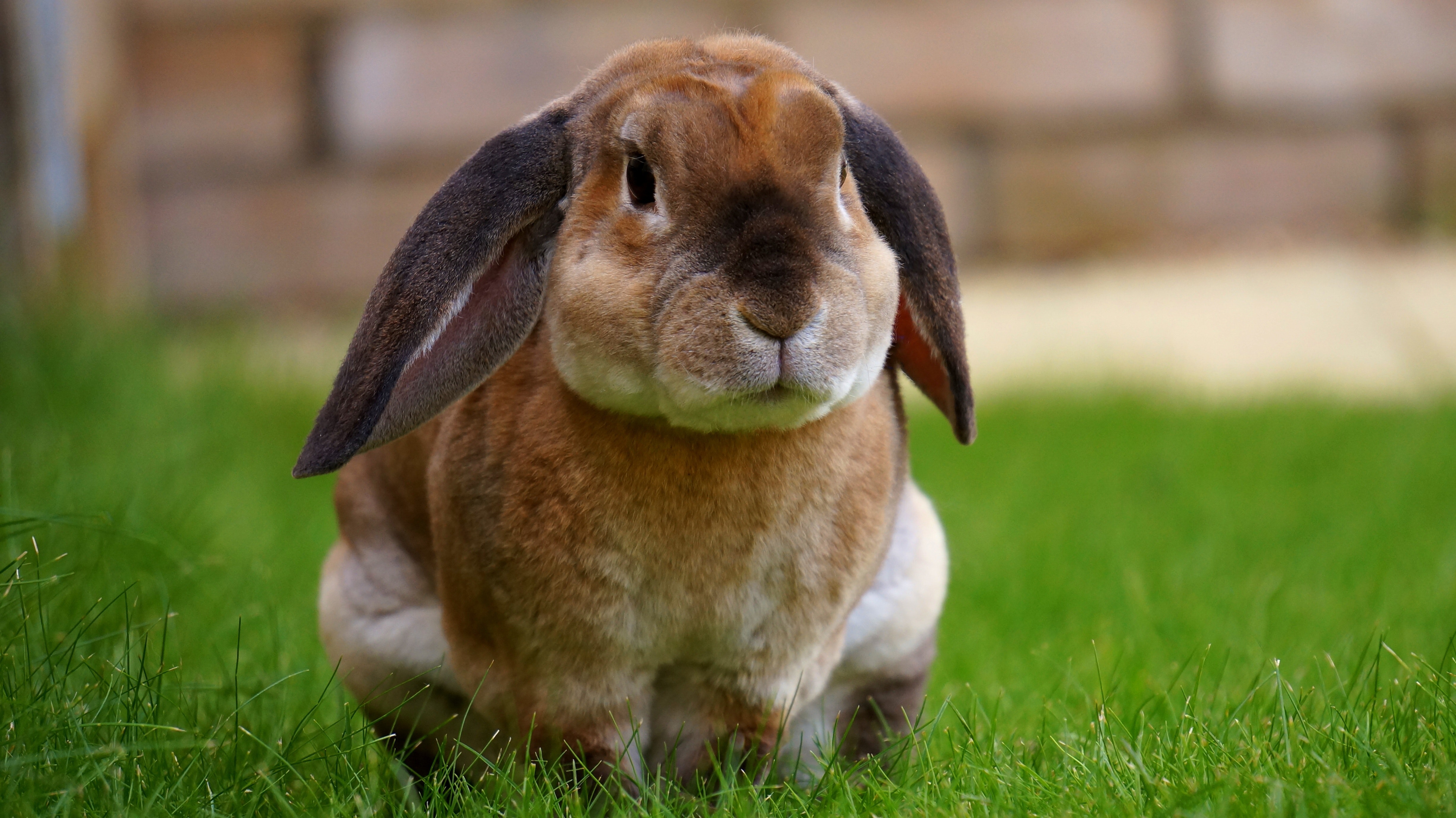 animal-animal-photography-bunny-104373