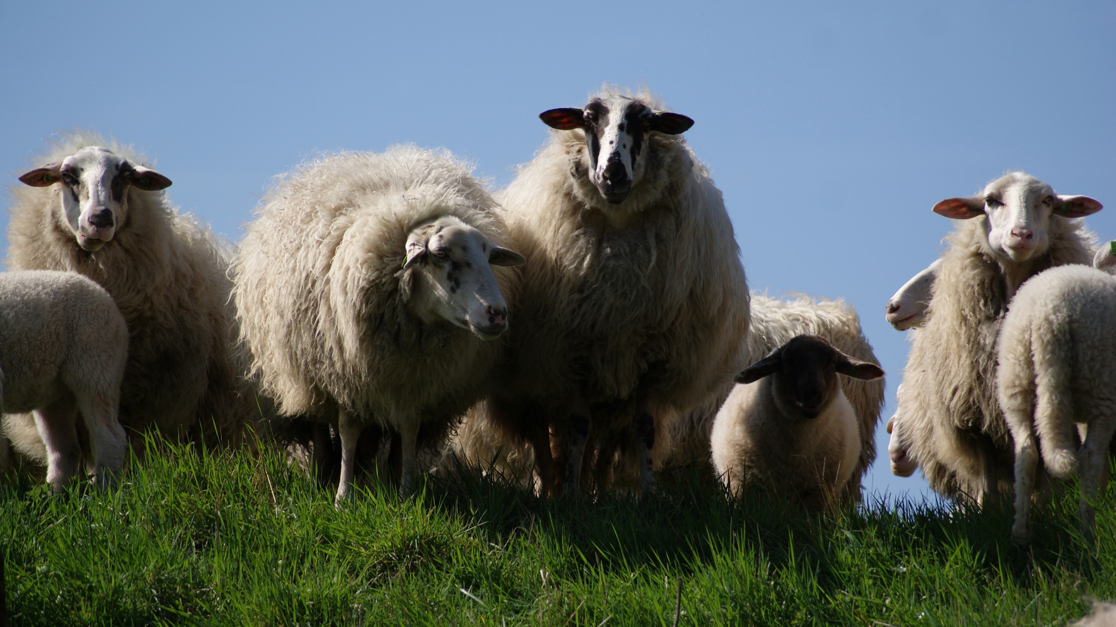animals-meadow-sheep-750